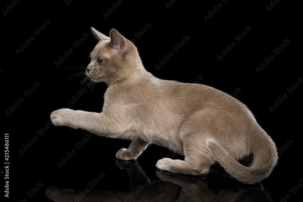 Cute Gray Kitten standing and Raising paw on isolated black background, front view Cute Gray Kitten standing and Raising paw on isolated black background, front view