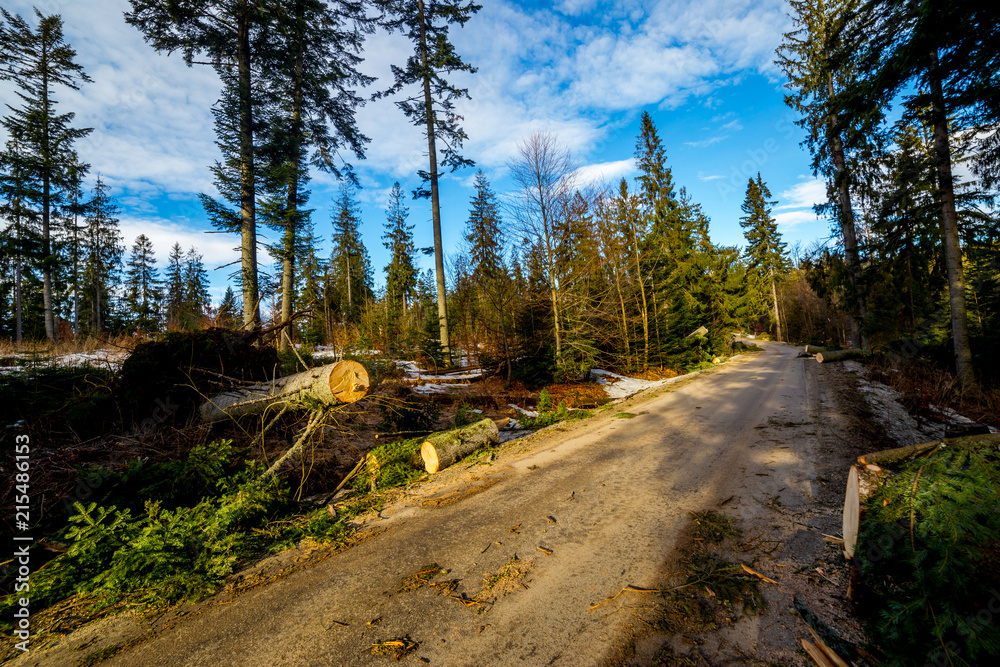 forest after windmills forest after windmills