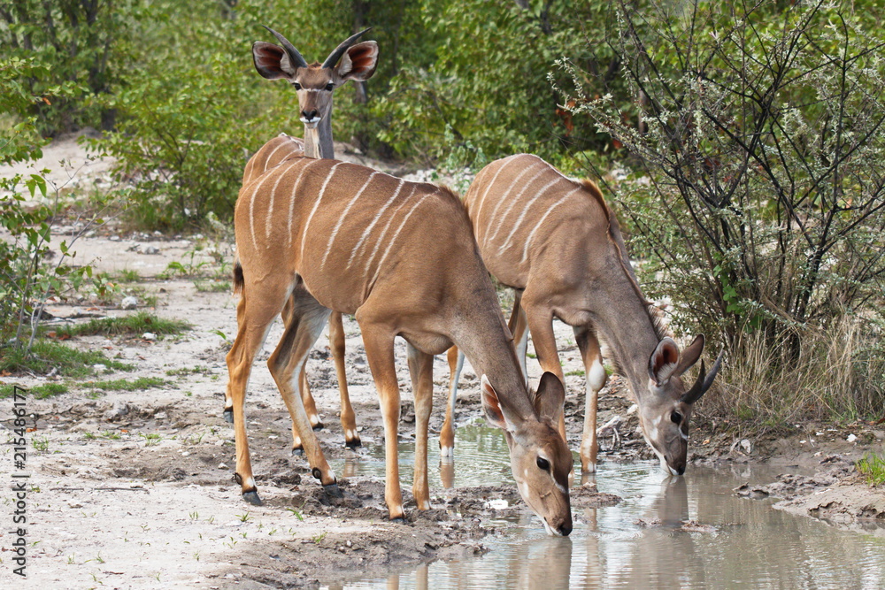 Three kudu antelopes at a waterhole in Etosha National Park in Namibia in Africa
Three kudu antelopes at a waterhole in Etosha National Park in Namibia in Africa