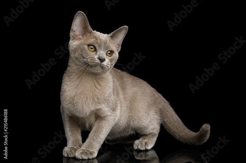 Cute Gray Kitten standing and Looking up on isolated black background, front view
