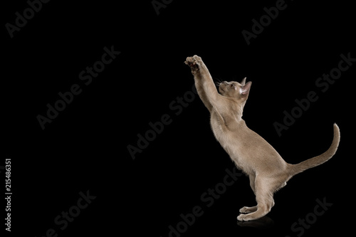 Fototapeta Naklejka Na Ścianę i Meble -  Playful Gray Kitten Raising paws, rearing up on isolated black background, side view