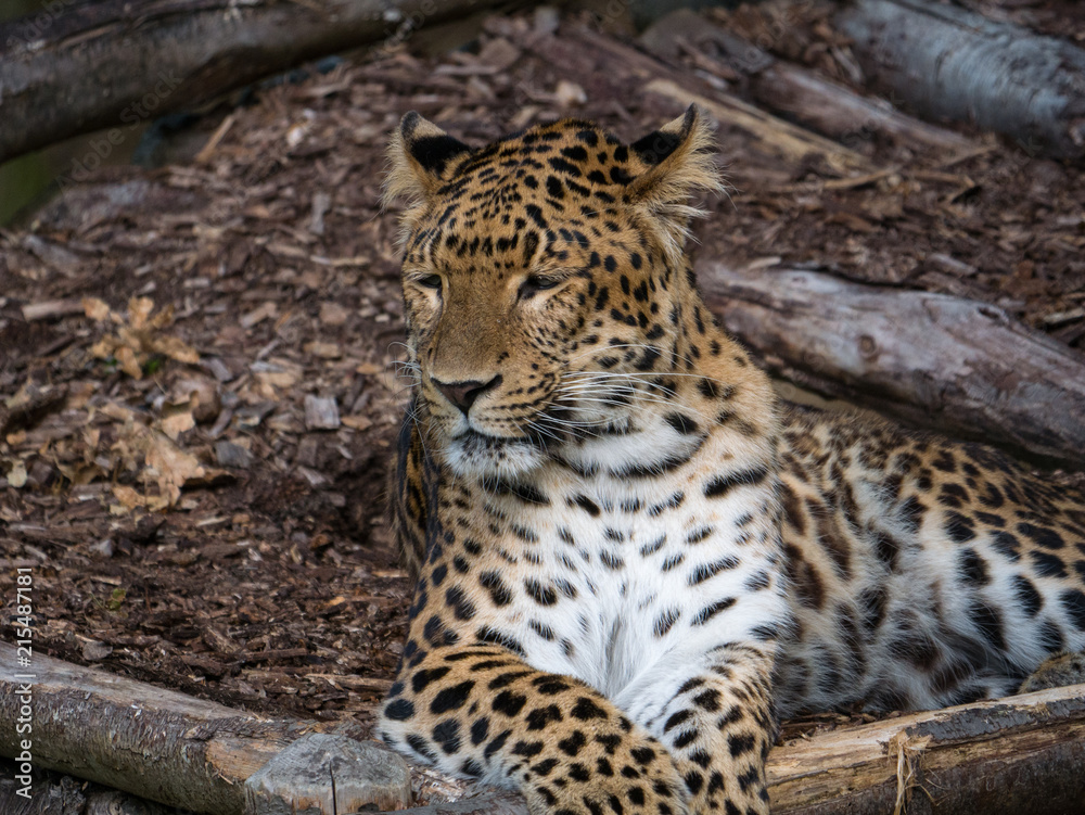 Naklejka premium Panthère