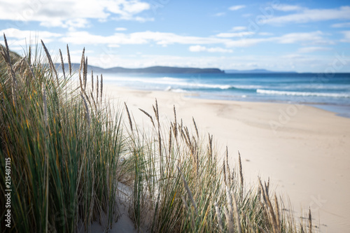 Fototapeta Naklejka Na Ścianę i Meble -  Native grass on the beach in Bruny Island, Tasmania, Asutralia