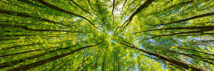 Looking up at the green tops of trees.