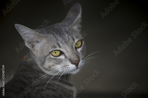 Close up of cat in the dark . What was that by cat.