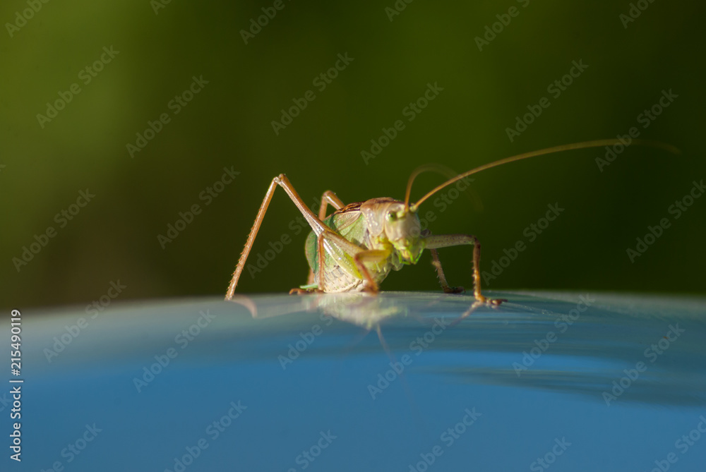 Fototapeta premium Grasshopper green Big