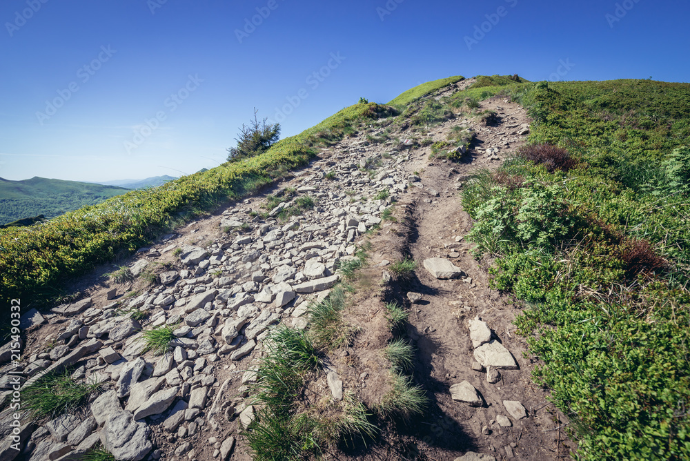Fototapeta premium Hking path to mount Halicz in Bieszczady National Park, Subcarpathian Voivodeship of Poland