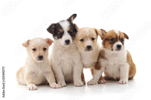 Group little puppies. © voren1