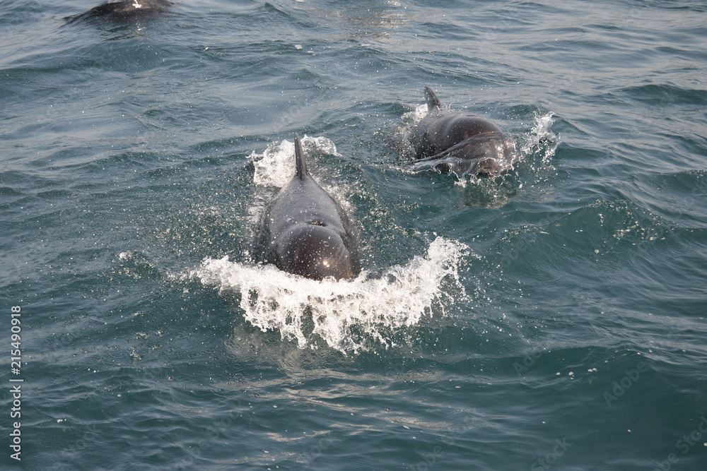 Fototapeta premium Pilot Whale / Grindwale Straße von Gibraltar
