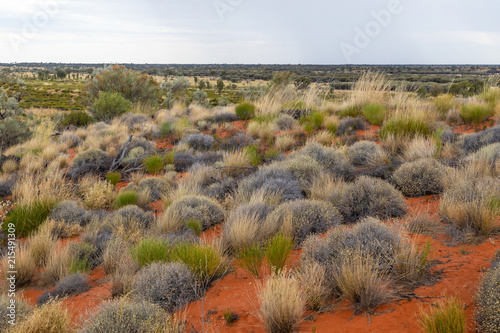 Bushes along the Lasseter Highway in the Northern Territory of Australia photo