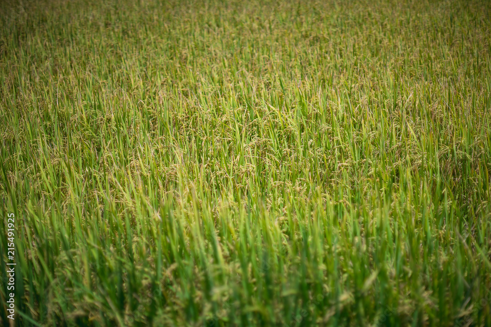 rice field in farm, closesup rice field.