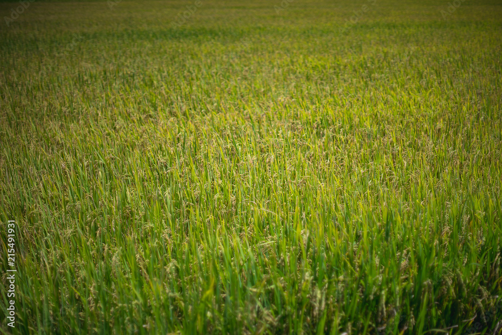 rice field in farm, closesup rice field. rice field in farm, closesup rice field.