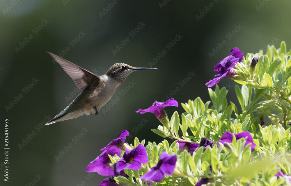 Fototapeta premium Hummingbird in garden 2