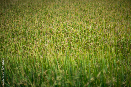 rice field in farm, closesup rice field.