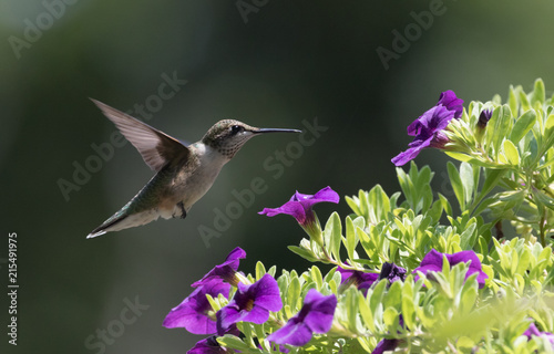 Hummingbird in garden 2