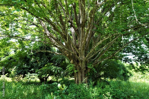 Pochote - spiny cedar tree spotted in Costa Rica photo
