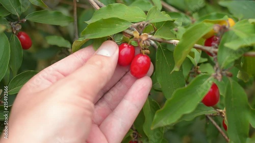 Male hand holding red eruropean cornel fruits. Cornus mas, cornelian cherry dogwood.