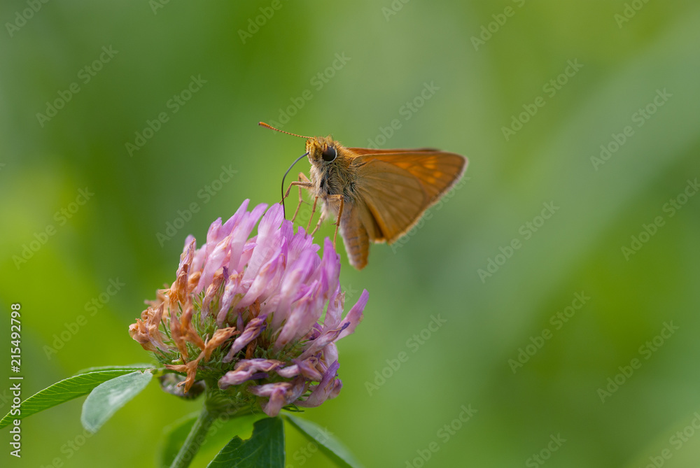 la farfalla prende il nettare dal fiore la farfalla prende il nettare dal fiore