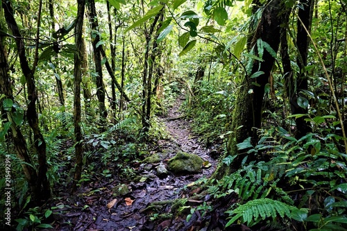 Path through the rain forest in Las Quebradas photo