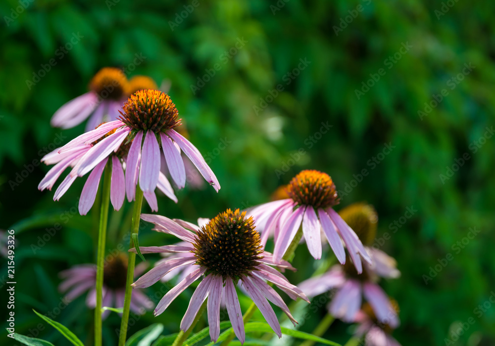 Blooming medicinal echinacea in a green summer garden Blooming medicinal echinacea in a green summer garden