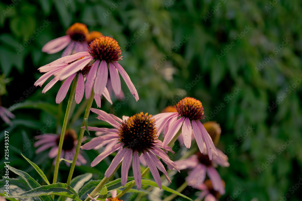 Medicinal echinacea in a green summer garden Medicinal echinacea in a green summer garden
