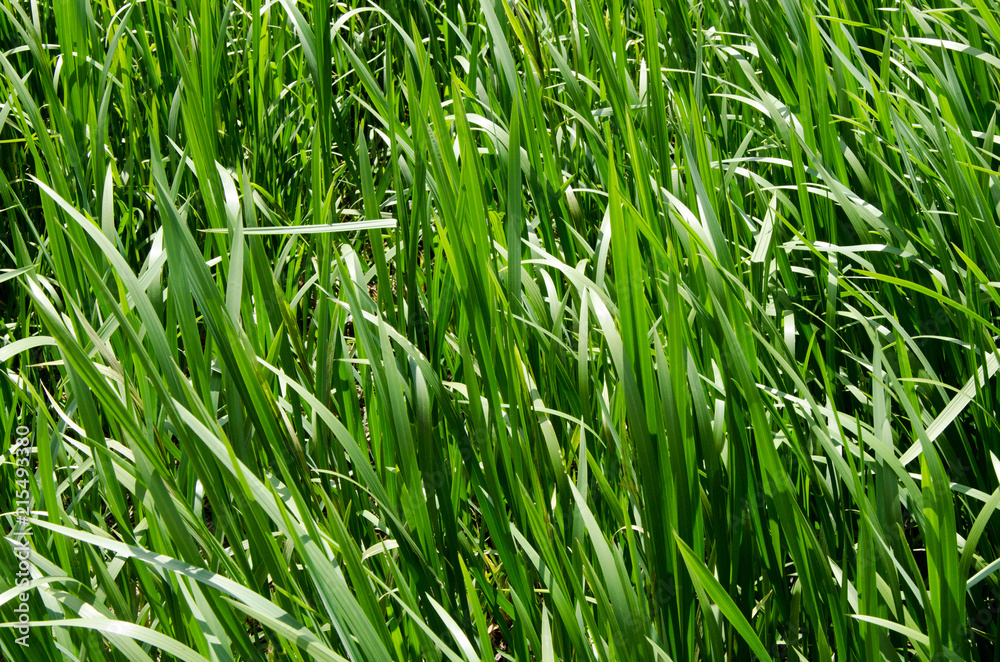 Natural natural background from a green grass on a meadow. Natural natural background from a green grass on a meadow.