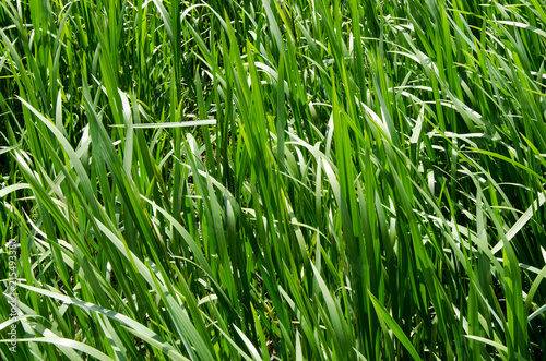Natural natural background from a green grass on a meadow.