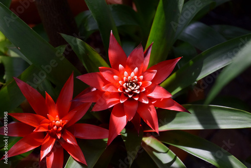 Fotografija Red bromeliad in bloom, tropical red flowers