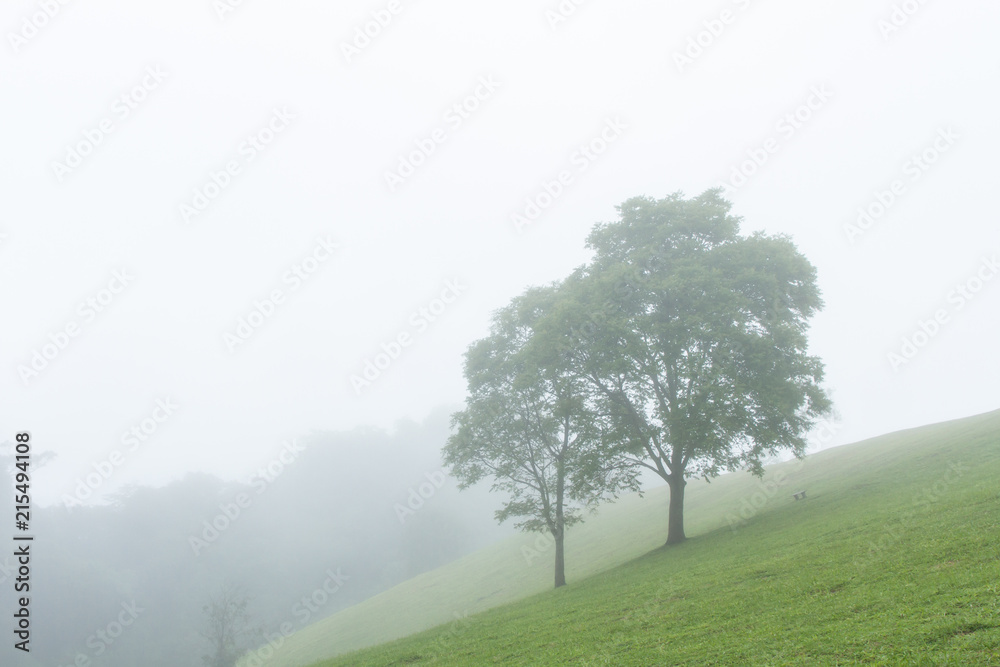 Fototapeta premium tree in foggy haze mist