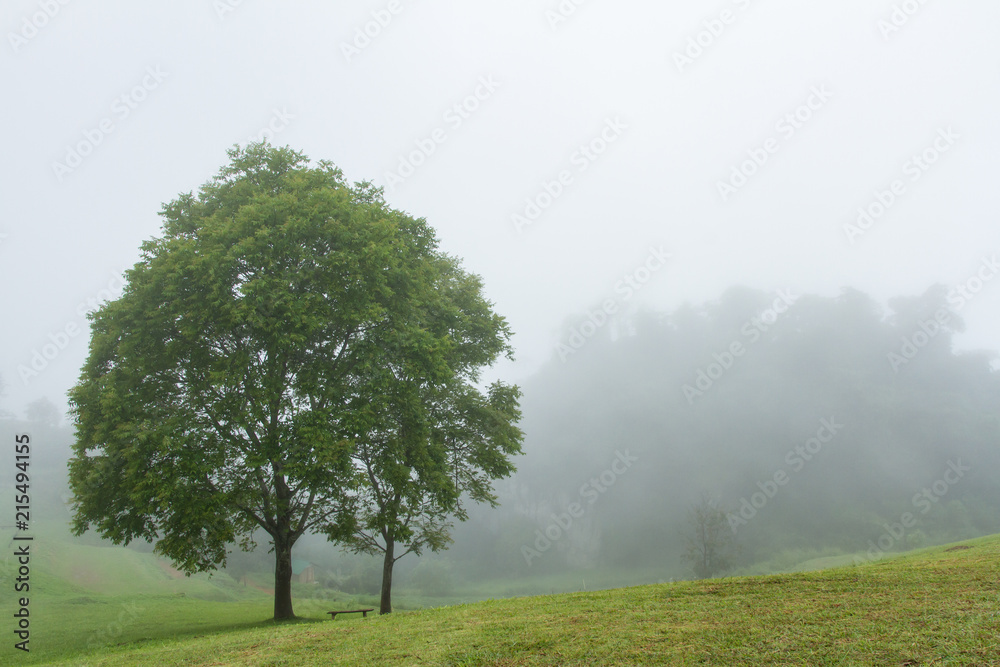 Fototapeta premium tree in foggy haze mist