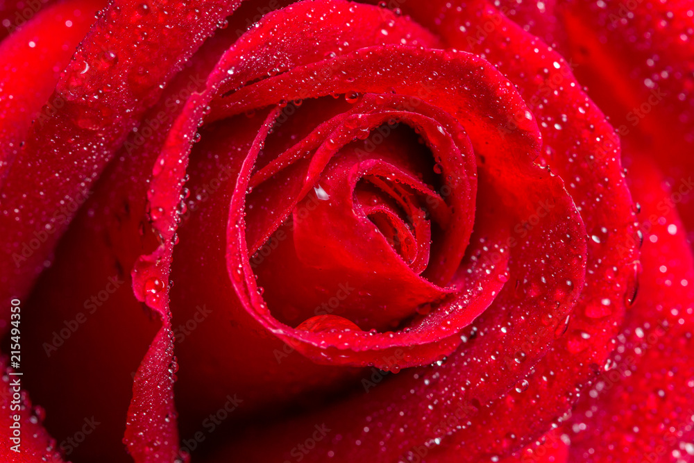 macro closeup view of red rose with water drops macro closeup view of red rose with water drops