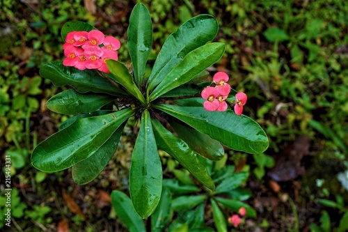 Psychotria poeppigiana plant in the Secret Gardens photo