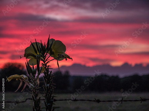 dawn