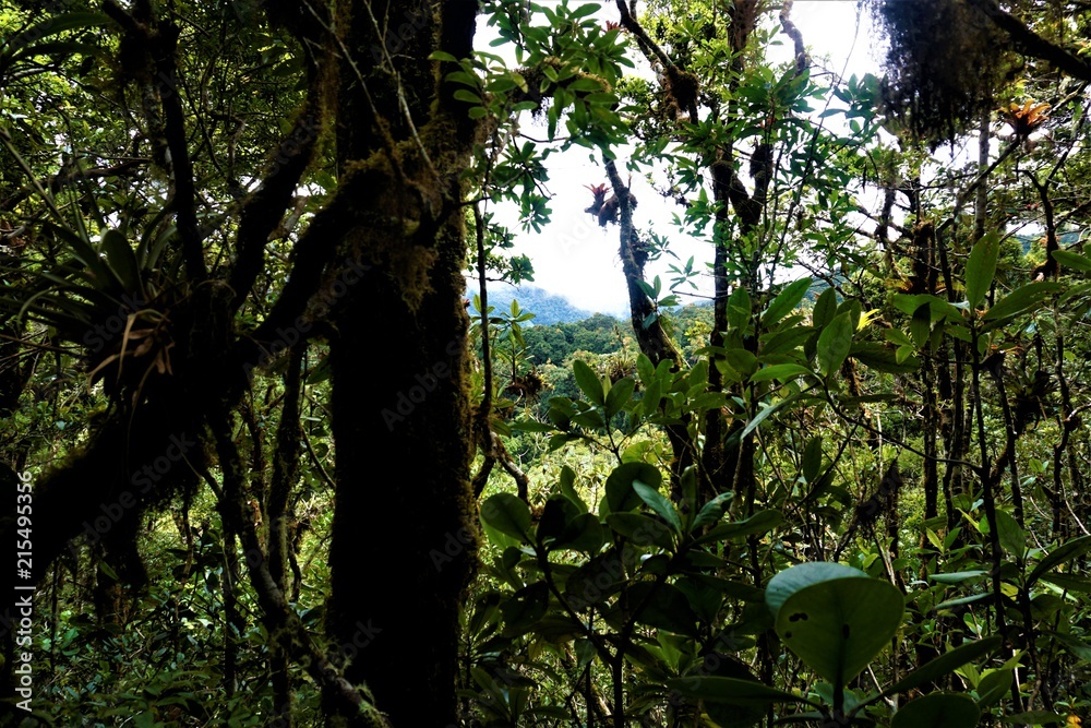 Naklejka premium Jungle view in the Los Quetzales National Park