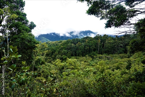 View over the cloud forest in San Gerardo de Dota photo