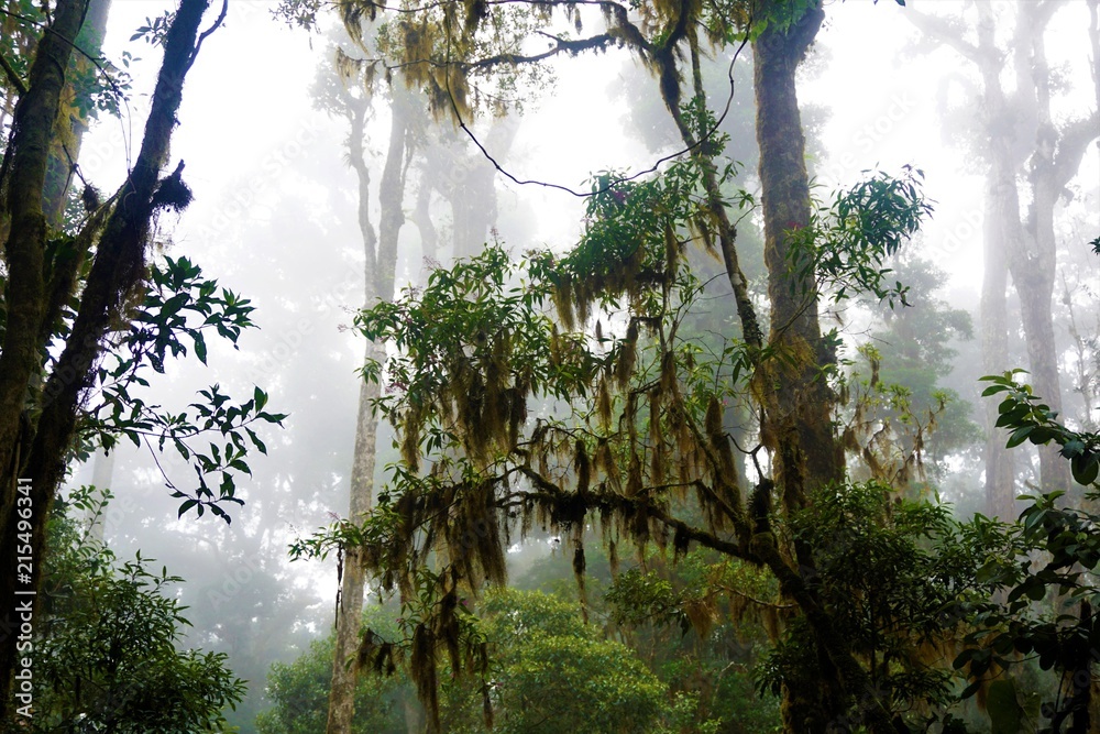Obraz premium Mysterious foggy forest in Los Quetzales National Park
