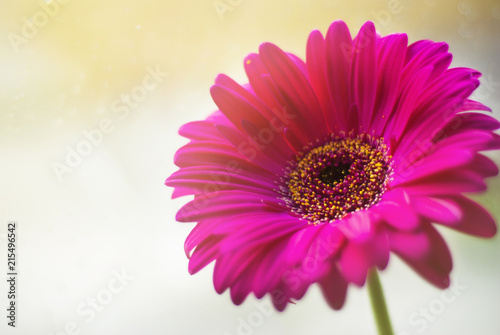 Closeup of a pink gerbera daisy with copy space  selective focus on foreground petals with blurred bokeh background. Gift  women and mother day.