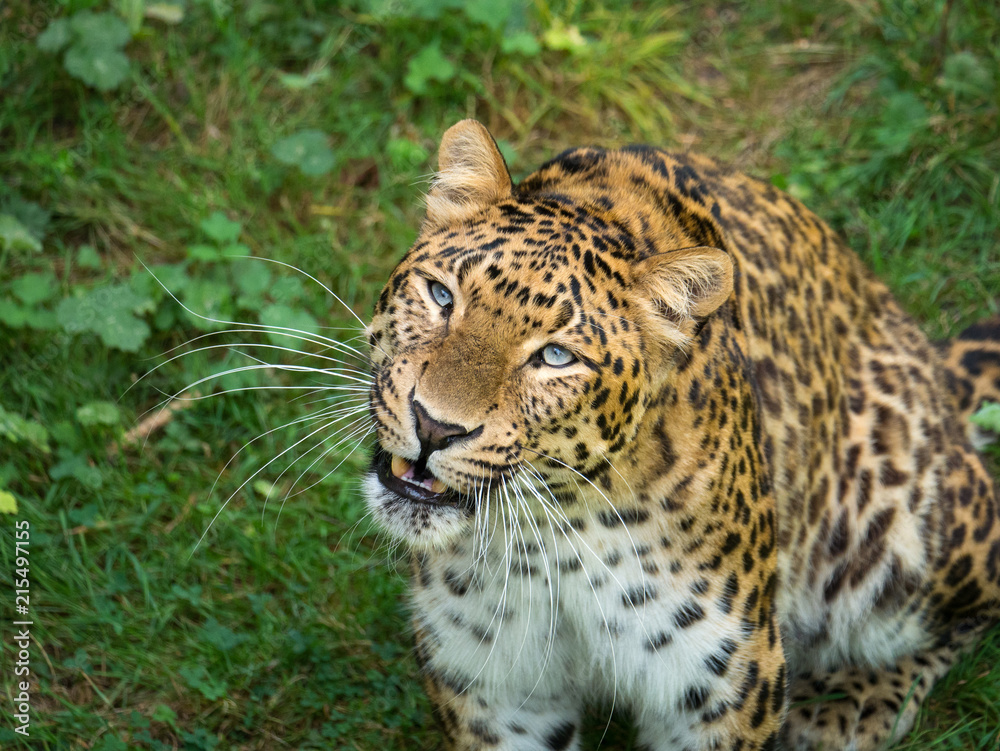 Naklejka premium Panthère