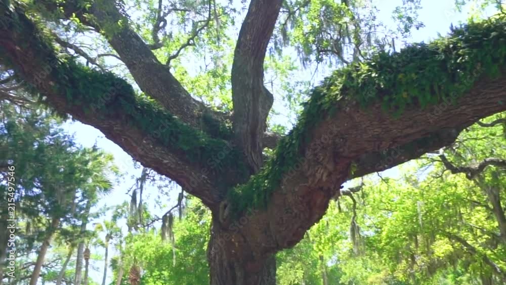 The Old Sentry, oak tree, located in Panama Beach, Florida The Old Sentry, oak tree, located in Panama Beach, Florida