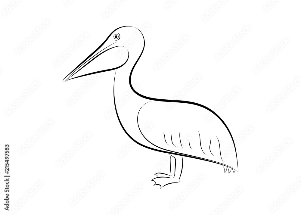 Fototapeta premium pelican line drawing