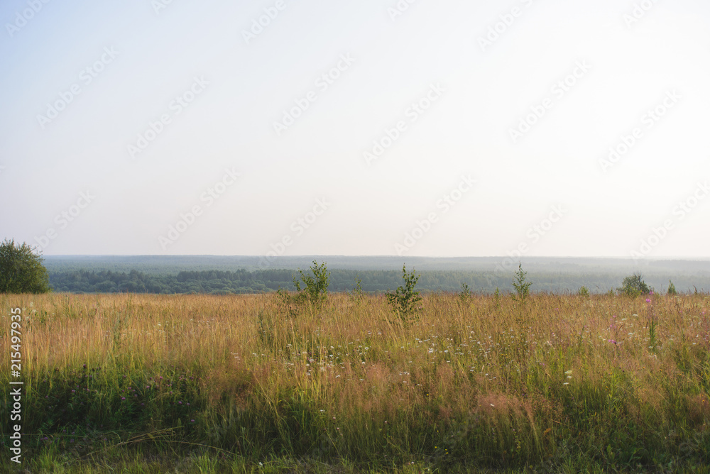 landscape field with yellow grass, stock photo image