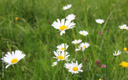 Fototapeta Naklejka Na Ścianę i Meble -  Beautiful Meadow of chamomiles daisy flowers