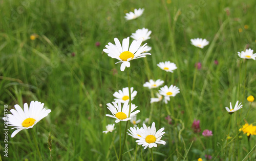 Beautiful Meadow of chamomiles daisy flowers