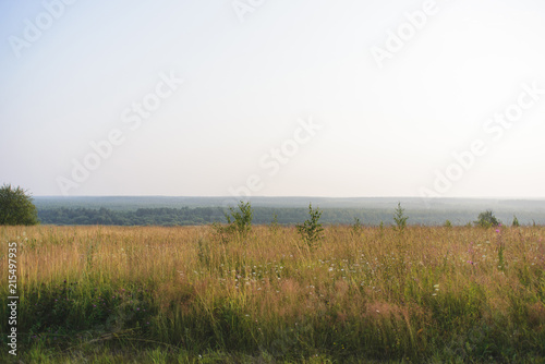 Obraz na płótnie landscape field with yellow grass, stock photo image w salonie