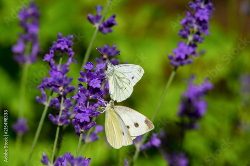 Large yellow butterfly on violet levander flower