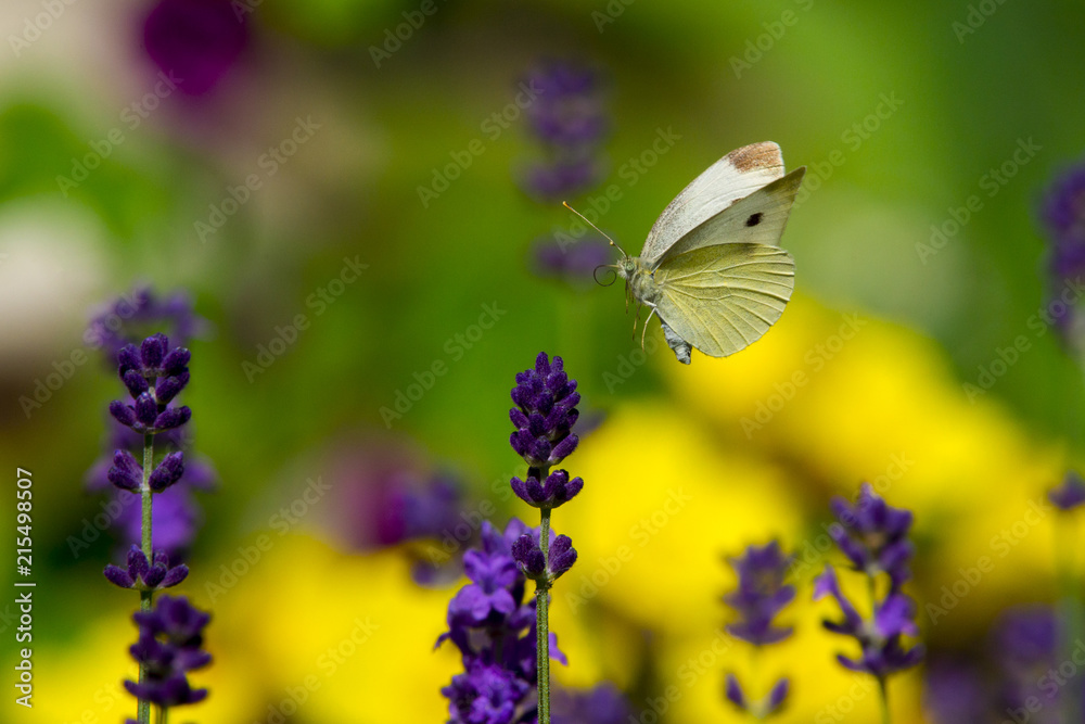 Naklejka premium Large yellow butterfly on violet levander flower