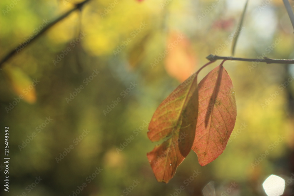 Obraz premium colorful autumn leaves, germany