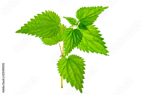Nettle isolated on a white background photo