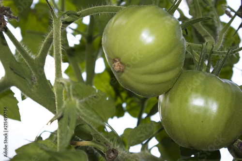 Branch with green ripening tomatoes growing in the warm house