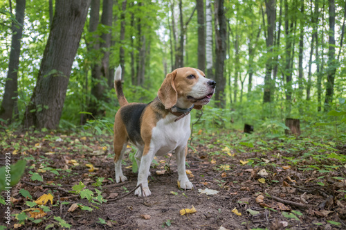 Beagle dog in the summer Park